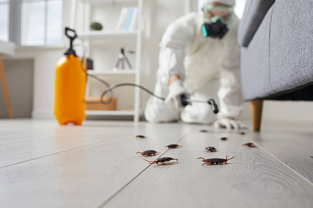 Post-Treatment Bed Bug Interceptor Monitoring in Paterson